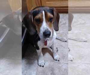 Beagle Dogs for adoption in Milner, GA, USA