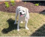 Small #1 Shih Tzu Mix