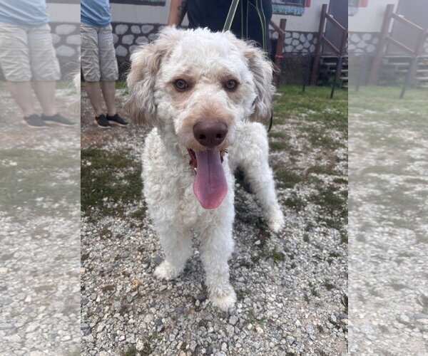 Medium Photo #9 Poodle (Standard)-Siberian Husky Mix Puppy For Sale in Pacolet, SC, USA