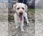 Small #8 Poodle (Standard)-Siberian Husky Mix