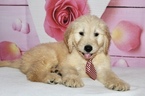 Small Photo #16 Goldendoodle Puppy For Sale in KISSIMMEE, FL, USA