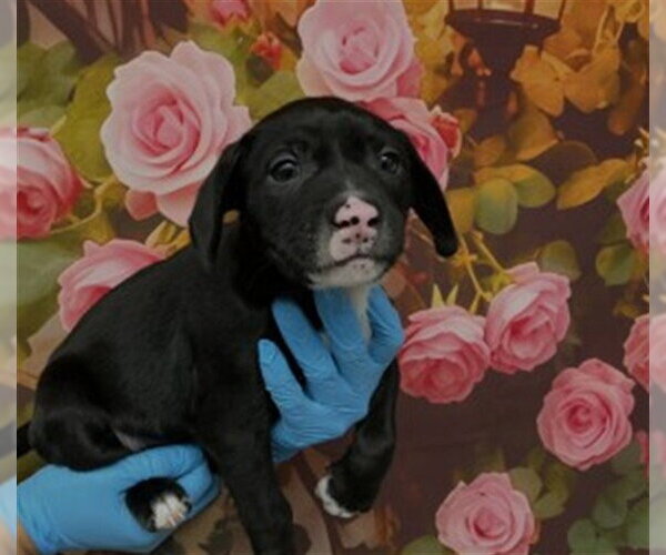 Medium Photo #2 Mutt Puppy For Sale in San Bernardino, CA, USA