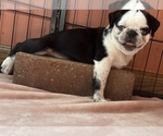 Puppy Oreo Pug