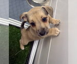 Small Mutt