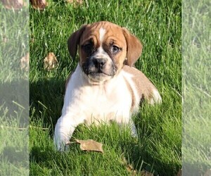 Beagle-Puggle Mix Puppy for sale in FREDERICKSBURG, OH, USA
