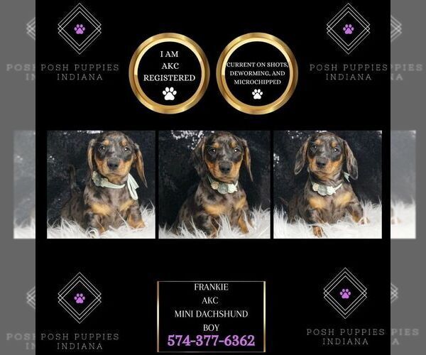 Medium Photo #1 Dachshund Puppy For Sale in WARSAW, IN, USA