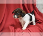 Taco - Male Yorkipoo Puppy for Sale - Photo #3