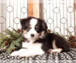Small #2 Miniature Australian Shepherd