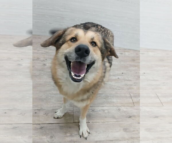 Medium Photo #10 German Shepherd Dog Puppy For Sale in Murfreesboro, NC, USA