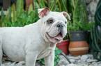 Small Photo #6 English Bulldog Puppy For Sale in CUTLER BAY, FL, USA