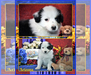 Australian Shepherd Puppy for Sale in BELEN, New Mexico USA