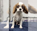 Small #1 Cavalier King Charles Spaniel