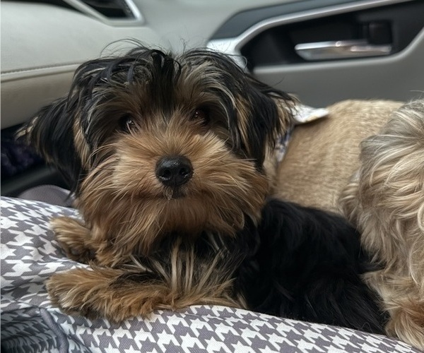Medium Photo #1 Yorkshire Terrier Puppy For Sale in VALRICO, FL, USA