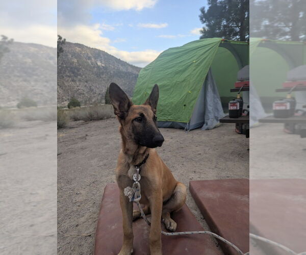 Medium Photo #11 German Shepherd Dog-Unknown Mix Puppy For Sale in West Sacramento, CA, USA