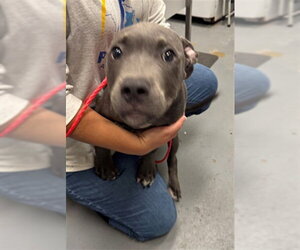 Mutt Dogs for adoption in Peoria, IL, USA