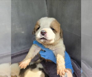 Great Pyrenees-Unknown Mix Dogs for adoption in Conroe, TX, USA