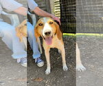 Small #3 American Foxhound Mix
