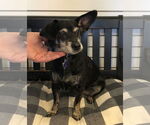 Small #1 Chihuahua Mix