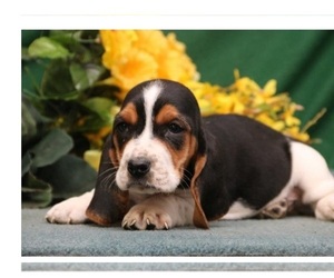 Basset Hound Puppy for sale in COLUMBUS, GA, USA