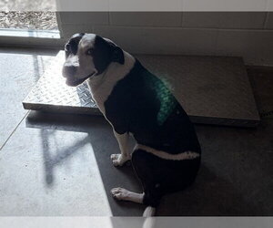 Border Collie-Unknown Mix Dogs for adoption in Tavares, FL, USA