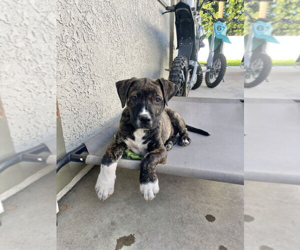 Medium Photo #3 Boxer-Unknown Mix Puppy For Sale in Dana Point, CA, USA