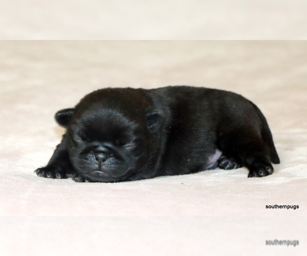 Medium Photo #7 Pug Puppy For Sale in WINNSBORO, TX, USA