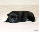 Small #6 Pug