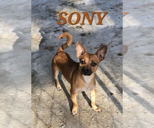 Chihuahua-Unknown Mix Dogs for adoption in FRAMINGHAM, MA, USA