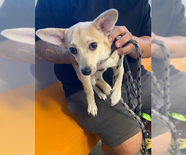 Medium Photo #1 Chihuahua Puppy For Sale in Rancho Cucamonga, CA, USA