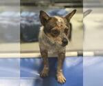 Small Texas Heeler Mix