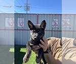 Small Photo #2 German Shepherd Dog Puppy For Sale in LA TUNA CANYON, CA, USA
