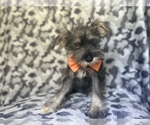 Small #6 Schnauzer (Miniature)