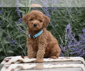 Goldendoodle (Miniature) Puppy for sale in CHRISTIANA, PA, USA