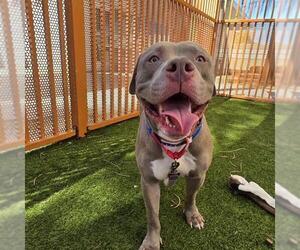Mutt Dogs for adoption in Las Vegas, NV, USA