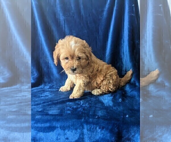 Medium Photo #3 Poodle (Miniature) Puppy For Sale in DUNNVILLE, KY, USA