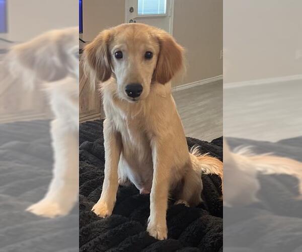 Medium Photo #1 Golden Retriever Puppy For Sale in San Antonio, TX, USA