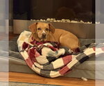 Small #1 Mutt