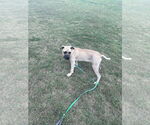 Small #7 Boxer-Rhodesian Ridgeback Mix