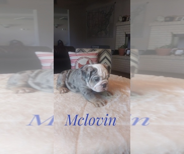 Medium Photo #4 Bulldog Puppy For Sale in GLENDALE, AZ, USA