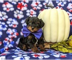 Small Photo #6 YorkiePoo Puppy For Sale in KIRKWOOD, PA, USA