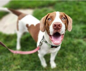 Pointer-Unknown Mix Dogs for adoption in Minneapolis, MN, USA