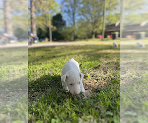 Bull Terrier Dog for Adoption in OXFORD, North Carolina USA