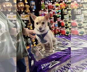 Oscar - Male Chihuahua-Unknown Mix Dog for Adoption - Photo #4