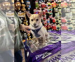 Small Photo #4 Chihuahua-Unknown Mix Puppy For Sale in Munford, TN, USA