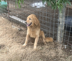 Father of the Goldendoodle puppies born on 05/24/2025