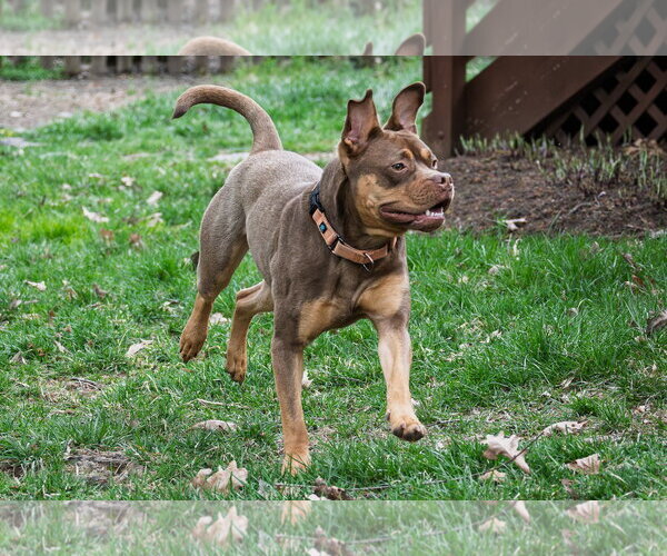 Medium Photo #9 American Staffordshire Terrier-Boston Terrier Mix Puppy For Sale in Arlington, VA, USA