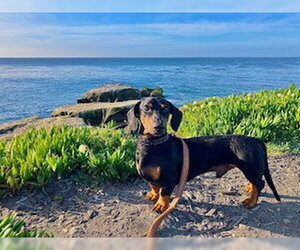 Marcus - San Diego - Male Dachshund Dog for Adoption - Photo #3