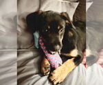 Small #2 Chihuahua Mix