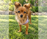 Small Photo #5 Chihuahua Puppy For Sale in San Diego, CA, USA