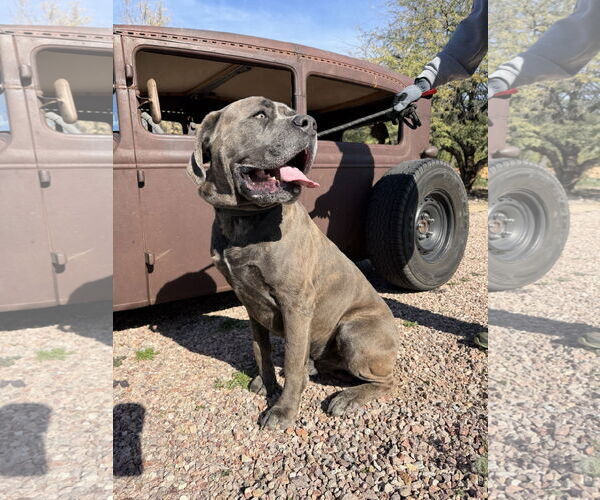 Medium Photo #3 Mutt Puppy For Sale in Goodyear, AZ, USA